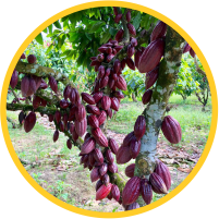 Logo Viveiro jardim do Eden CACAU.png
