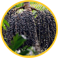 Logo Viveiro jardim do Eden AÇAI.png