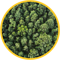 Logo Viveiro jardim do Eden FLORESTAL.png